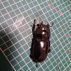 【値下げ】オキナワヒラタクワガタペア♂62～63㎜サイズ❗の画像