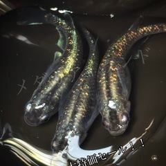 【配送】砂都 卵 25＋α保証分 青 ラメ 幹之系 メダカ めだ...