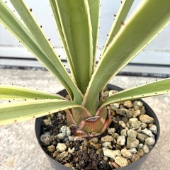 ＊アガベ ハクセンコウ 多肉植物＊の画像