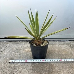 ＊アガベ ハクセンコウ 多肉植物＊の画像