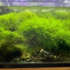 ドクターフィッシュ（足湯などにいる魚）の画像