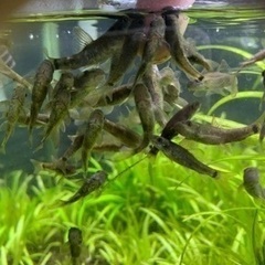 ドクターフィッシュ（足湯などにいる魚）の画像