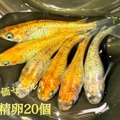 【直接取引】エンペラー 卵 20＋α保証分 紅白 体外光 ヒレ長...