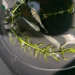 めだかエメラルドフィン　　メダカの画像