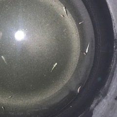 めだかエメラルドフィン　　メダカ