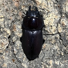 コクワガタ　成虫ペアの画像