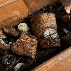 カブトムシ♂♀ペア❸の画像