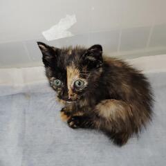 子猫　サビ柄　雑種　メス　500g　生後2ヶ月