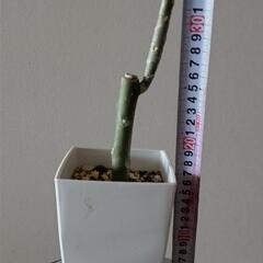 プルメリア 挿し木 抜き苗の画像