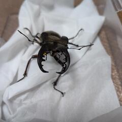 ミヤマクワガタ　オスの画像