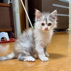 🍒【6/22(日)小倉南区譲渡会】【ふわちゃん】長毛のパステルミ...