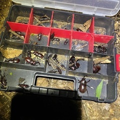 カブトムシ　ノコギリクワガタ　コクワガタ等多数