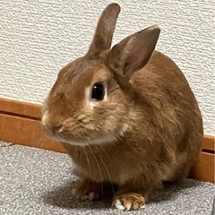 【うさぎの里親募集】大切にしてくださる方を探しています（ネザーラ...