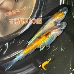 【直接取引】花魁 おいらん 卵 10＋α保証分 紅白 体外光 幹...