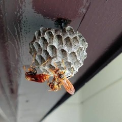 in.茨城県‼️ハチ退治‼️ハチ駆除‼️アシナガバチ　スズ…