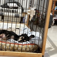 中型犬用ケージ（引き取り限定）