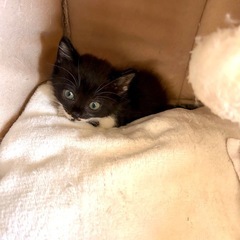 千葉県旭市 ちびすけの里親様募集