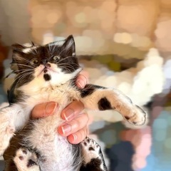 千葉県旭市 ちびすけの里親様募集※現在、里親候補者様と交渉中 - 旭市