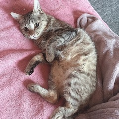 メスキジトラ保護猫ちゃんです