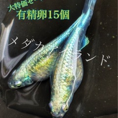 【直接取引】ボブ 卵15＋α保証分 漆黒 幹之系 メダカ めだか...