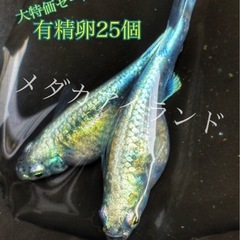 【配送】ボブ 卵25＋α保証分 漆黒 幹之系 メダカ めだか ヒ...