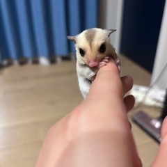 フクロモモンガベビー① − 熊本県