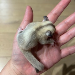 フクロモモンガベビー① - ペット