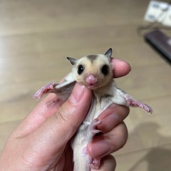 フクロモモンガベビー①