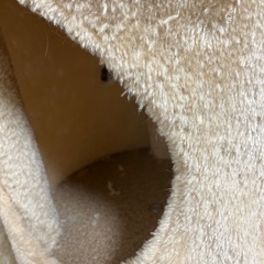 キャットタワーの画像
