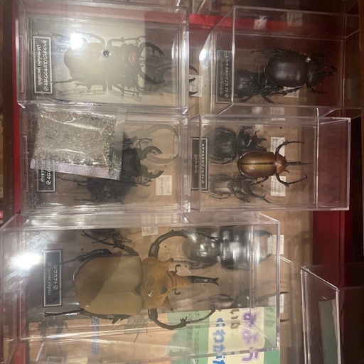 ディアゴスティーニ　世界の昆虫コレクション