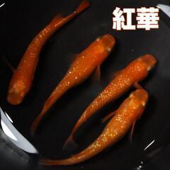 紅華 メダカの卵 20個＋α(保証分) めだか たまご 紅白メダ...