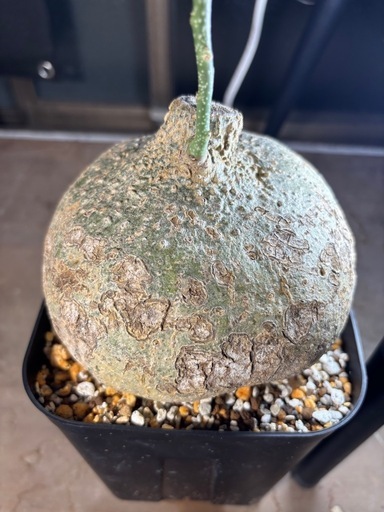 【写真更新】特大　アデニア　ペリエリ　観葉植物　塊根植物　多肉植物　ビザールプランツ　レアプランツ　ガーデニング　植物　グリーン　趣味　盆栽　葉　花　庭　草　多肉植物