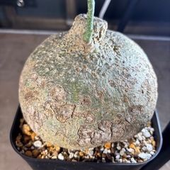 【写真更新】特大　アデニア　ペリエリ　観葉植物　塊根植物　多肉植...