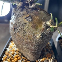 【写真更新】パキポディウム　ビスピノーサム　観葉植物　塊根植物　...