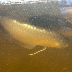 シルバーアロワナ 大型サイズの画像