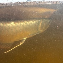 シルバーアロワナ 大型サイズの画像