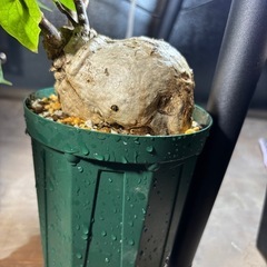【写真更新】フィルミアナコロラータ　観葉植物　塊根植物　多肉植物　ビザールプランツ　レアプランツ　ガーデニング　植物　グリーン　趣味　盆栽　葉　花　庭　草の画像