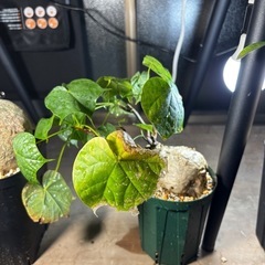 【写真更新】フィルミアナコロラータ　観葉植物　塊根植物　多肉植物　ビザールプランツ　レアプランツ　ガーデニング　植物　グリーン　趣味　盆栽　葉　花　庭　草の画像