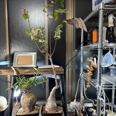 【写真更新】【20%オフ　5/15】【20%オフ3/11】【20%オフ2/22】【特大】フィランサスミラビリス　塊根植物　観葉植物　ビザールプランツ　グリーン　ガーデニング　インテリアの画像
