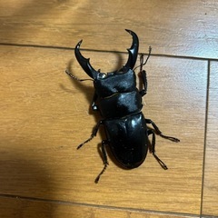 サキシマヒラタクワガタペア
