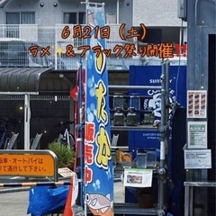 🌈サファイア💎祭り🌈1匹あたり250円
