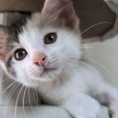 子猫たくさん🐱❤