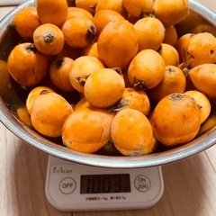びわ1キロ昨日火曜収穫分