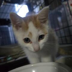 子猫(茶色)