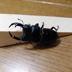 新潟県上越産オオクワガタ 56mm 上越産最終