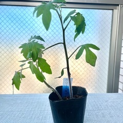 グリーンゼブラ珍しいトマト苗家庭菜園農業プランター栽培ベランダ菜園に
