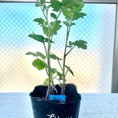 ミニトマト苗！品種名プリッツガーデニング家庭菜園ベランダプランタ...