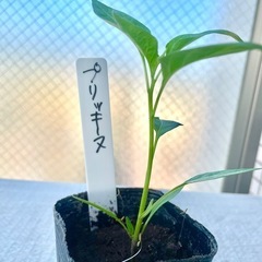 タイ料理唐辛子プリッキーヌ苗激辛野菜エスニック料理家庭菜園ガーデ...