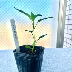 タイ料理唐辛子野菜苗とうがらし苗
プリッキーヌ苗激辛野菜エスニック料理家庭菜園ガーデニングプランター栽培ベランダ菜園の画像