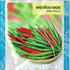 タイ料理唐辛子野菜苗とうがらし苗
プリッキーヌ苗激辛野菜エスニック料理家庭菜園ガーデニングプランター栽培ベランダ菜園の画像